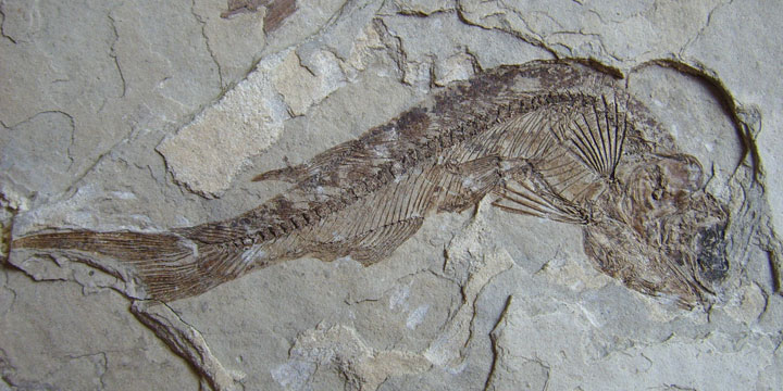 fossile di pesce antico scoperto sulla montagna dell'Himalaya