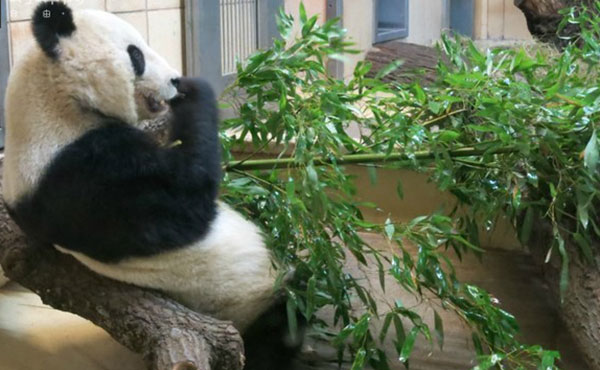 Zoo di panda in Europa e Oceania