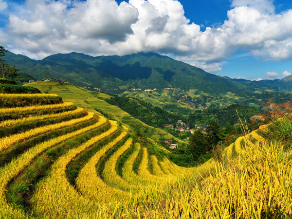 terrazze di riso longji
