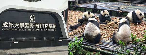 base di ricerca di Chengdu sul panda gigante