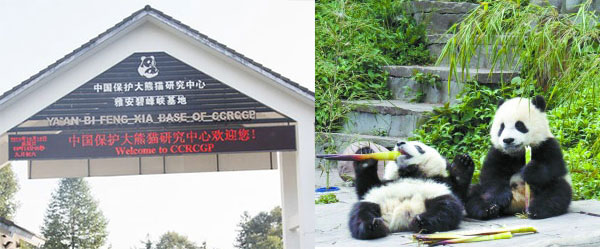 base panda bifengxia