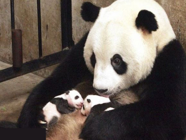 mamma panda e bambino