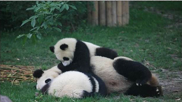 cucciolo di panda e madre