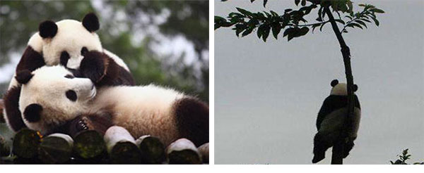 il panda cresce