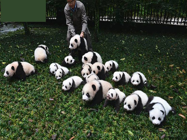 cuccioli di panda