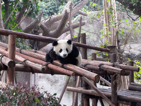 Base di ricerca di Chengdu per l'allevamento dei panda giganti