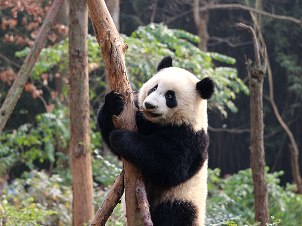 Base di ricerca di Chengdu per l'allevamento dei panda giganti