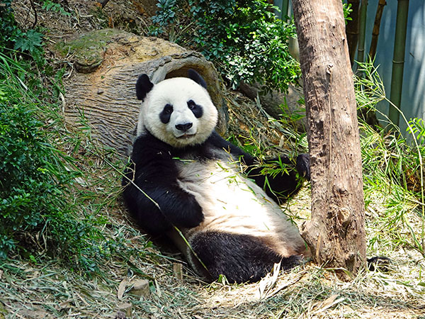 Base del panda di Dujiangyan