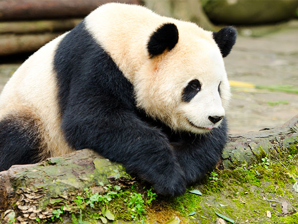 Base del panda di Dujiangyan