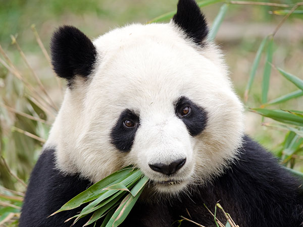 Base del panda di Dujiangyan