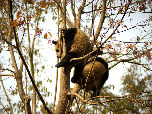 Base panda Bifengxia