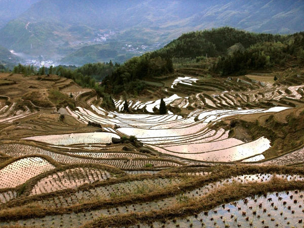 Terrazza del riso Zheiiang Yunhe