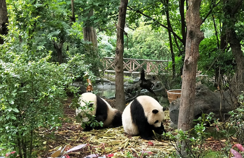Base di ricerca di Chengdu per l'allevamento del panda gigante